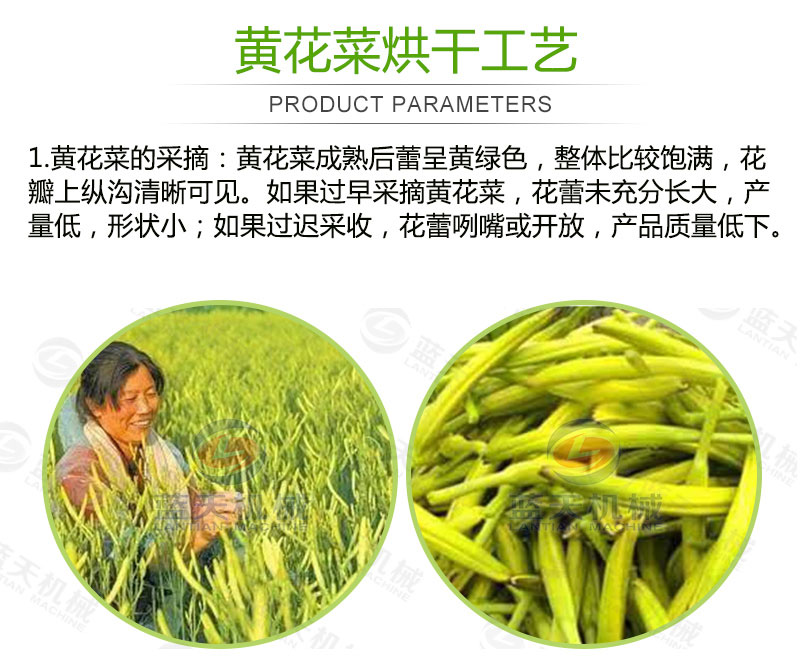 黃花菜網(wǎng)帶烘干機烘干工藝