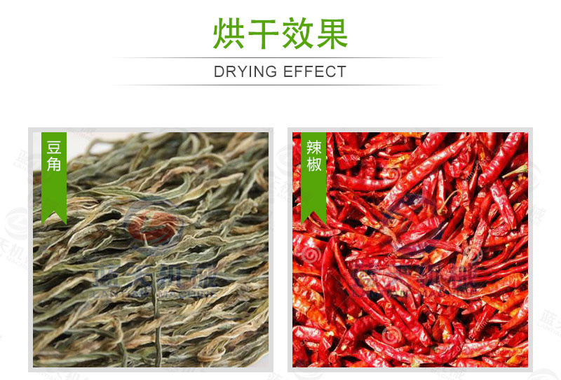 豆角網(wǎng)帶烘干機烘干效果