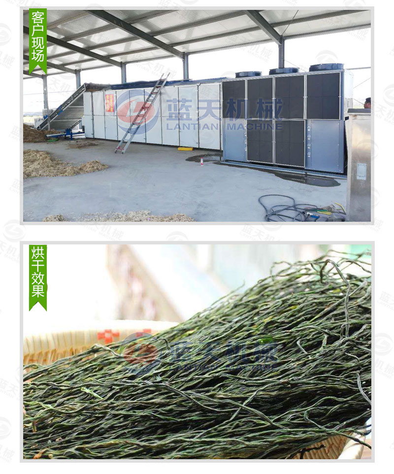 豆角網(wǎng)帶烘干機私人定制