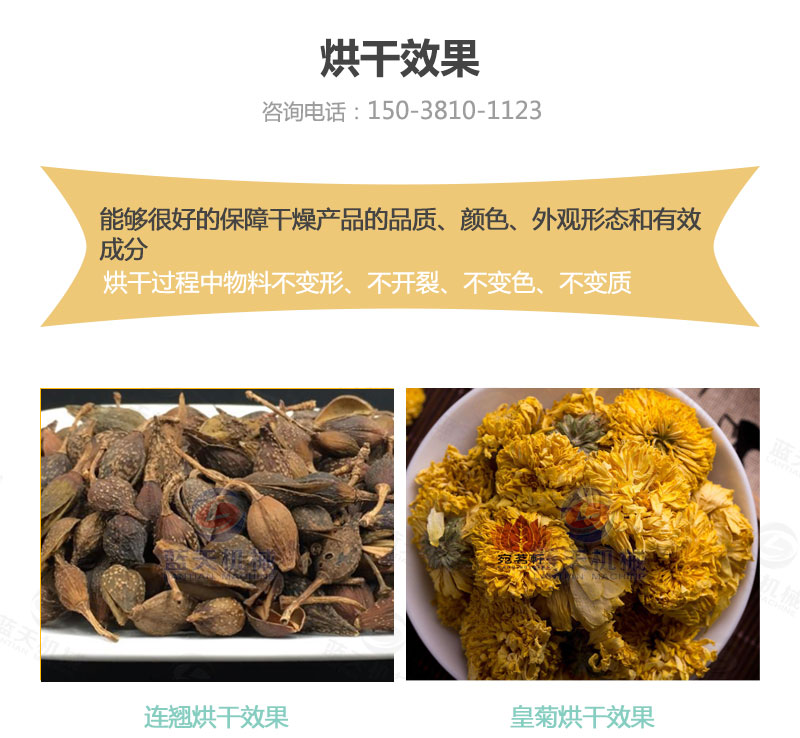 連翹網(wǎng)帶式烘干機烘干效果