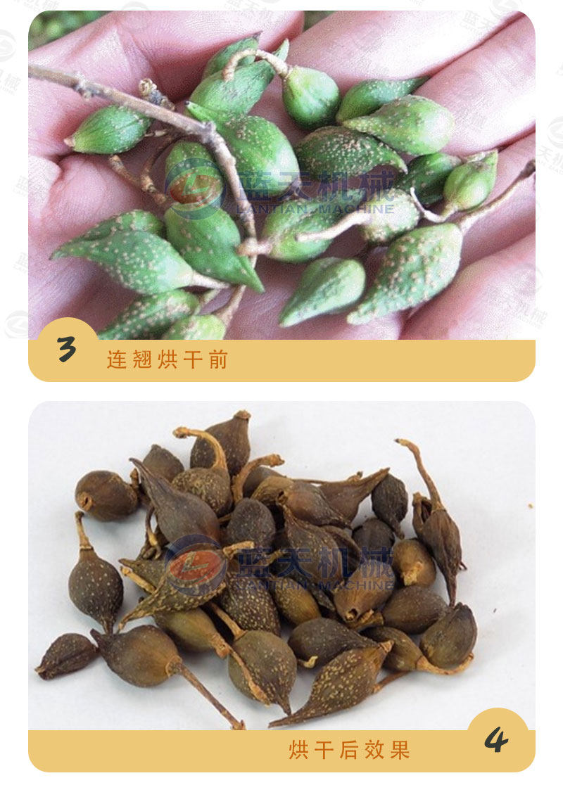連翹網(wǎng)帶式烘干機烘干前后
