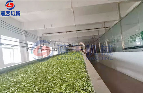 山西黃花菜網(wǎng)帶烘干機(jī)客戶現(xiàn)場